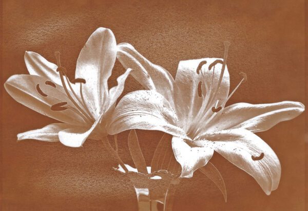 "Lillies" © Annemarie Borg-Antara. Approx. 6x8" (15x20cm) or 8x10" (20x25cm) handcrafted alternative process photograph (Argyrotype, Mike Ware process) on Hahnemühle paper. Original, signed and editioned print (1 of 2) offered by GALLERY5X7.