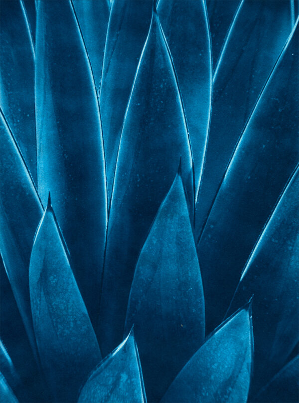 "Agave" © Lisa Brussell. Agave specimen at Bancroft Botanical Garden, Walnut Creek CA. Approx. 9.5x7" (24x17cm) handcrafted alternative process photograph (cyanotype) printed on Hahnemühle Sumi-e. Signed, original print offered by GALLERY5X7.
