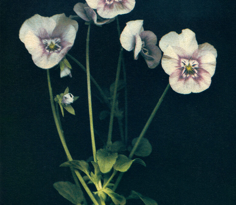 "Garden Violas" © Lisa Brussell. Violas from my garden. Approx. 8x6" (20x15cm) handcrafted alternative process photograph (4-layer gum bichromate over cyanotype) on Hahnemühle Platinum Rag. Signed, original print offered by GALLERY5X7.