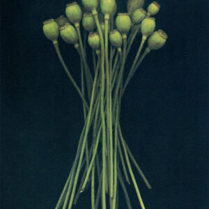 "Poppy Pods" © Lisa Brussell. Poppy Pods, just as beautiful as the flower, snipped from my garden. Approx. 8x6" (20x15cm) handcrafted alternative process photograph (2-layer gum bichromate over cyanotype) on Hahnemühle Platinum Rag. Signed, original print offered by GALLERY5X7.