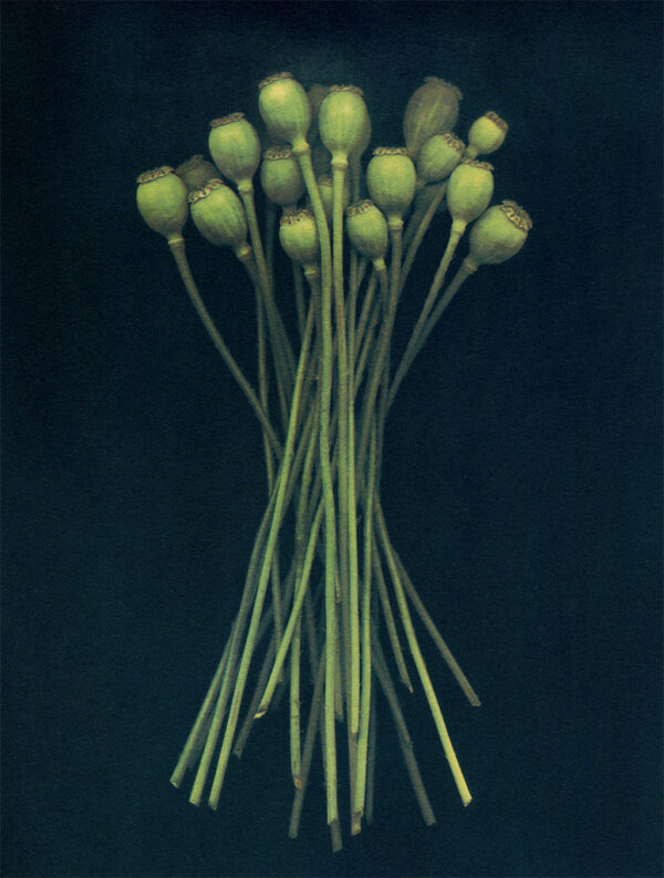 "Poppy Pods" © Lisa Brussell. Poppy Pods, just as beautiful as the flower, snipped from my garden. Approx. 8x6" (20x15cm) handcrafted alternative process photograph (2-layer gum bichromate over cyanotype) on Hahnemühle Platinum Rag. Signed, original print offered by GALLERY5X7.