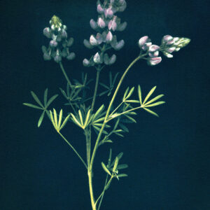 "Wild Lupine Pacifica" © Lisa Brussell. Native Lupine species. Approx. 8x6" (20x15cm) handcrafted alternative process photograph (3-layer gum bichromate over cyanotype) on Hahnemühle Platinum Rag. Signed, original print offered by GALLERY5X7.