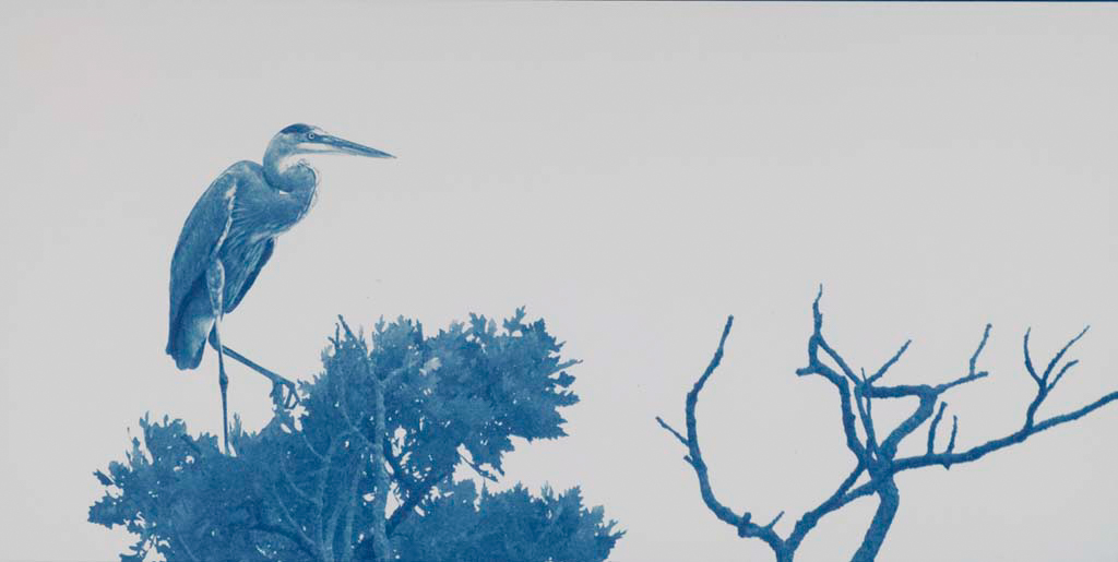 “Great Blue Heron" © Andy Kraushaar. Approx. 11.8x5.5" (30x14cm) handcrafted alternative process photograph (cyanotype) printed on Hahnemuhle Platinum Rag. Signed, original editioned print offered by GALLERY5X7.