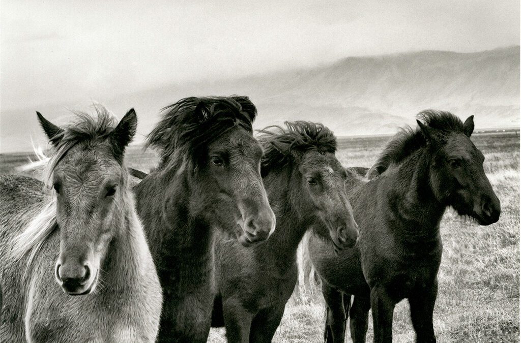 "Icelandic Horses In The Winter, Iceland" © Mohan Bhasker. I caught this moment of four Icelandic Horses keeping warm in the cold Icelandic winter weather as they searched for grass underneath the snow. Approx. 6x9" (15x23cm) or 12x18" (31x46cm) handcrafted alternative process photograph (platinum/palladium) on Revere Platinum. Signed, original editioned (1/10) print offered by GALLERY5X7.