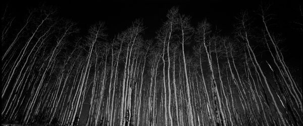 "Moonlit Aspen Trees In Colorado, USA" © Mohan Bhasker. The aspen trees were shining brightly as the moon light reflected on the trees. Approx. 8x15" (20x38cm) or 10x20" (25x51cm) handcrafted alternative process photograph (silver gelatin, selenium toned) on Ilford Warmtone Glossy paper. Signed, original editioned (1/10) print offered by GALLERY5X7.