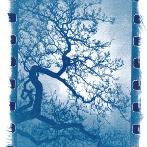 "Cyanotype Tree" © Marek Majewski. Approx. 8x9.5" (20x24cm) handcrafted alternative process photograph (cyanotype) on Fabriano Artistico paper. Signed, original, editioned print (limited to 10) offered by GALLERY5X7.