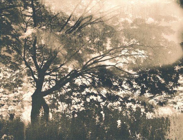 "Yoyogikoen Tree" © Marek Majewski. Approx. 7x9.5" (18x24cm) handcrafted alternative process photograph (silver gelatin lith print) on Fomatone matte paper. Signed, original, editioned print (limited to 10) offered by GALLERY5X7.