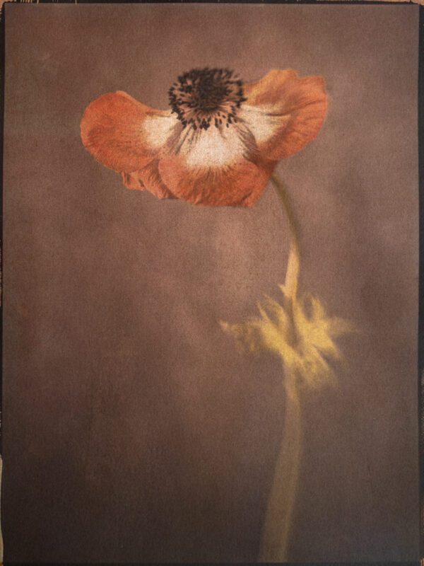 "Anemone" © Graciana Piaggio. Approx. 9x12“ (23x30cm) handcrafted alternative process photograph (tri-color gum bichromate over ziatype over cyanotype) on Hahnemühle Platinum Rag. Signed original print offered by GALLERY5X7.