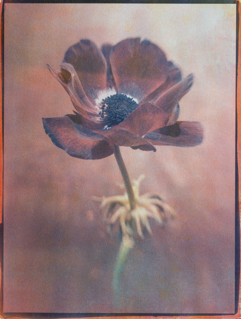 "Anemone Burgundy" © Graciana Piaggio. Approx. 9x12“ (23x30cm) handcrafted alternative process photograph (tri-color gum bichromate over cyanotype) on Hahnemühle Platinum Rag. Signed original print offered by GALLERY5X7.