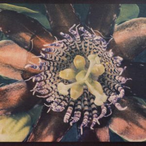 "Passion Flower" © Graciana Piaggio. Approx. 9x12“ (23x30cm) handcrafted alternative process photograph (tri-color gum bichromate over cyanotype) on Hahnemühle Platinum Rag. Signed original print offered by GALLERY5X7.