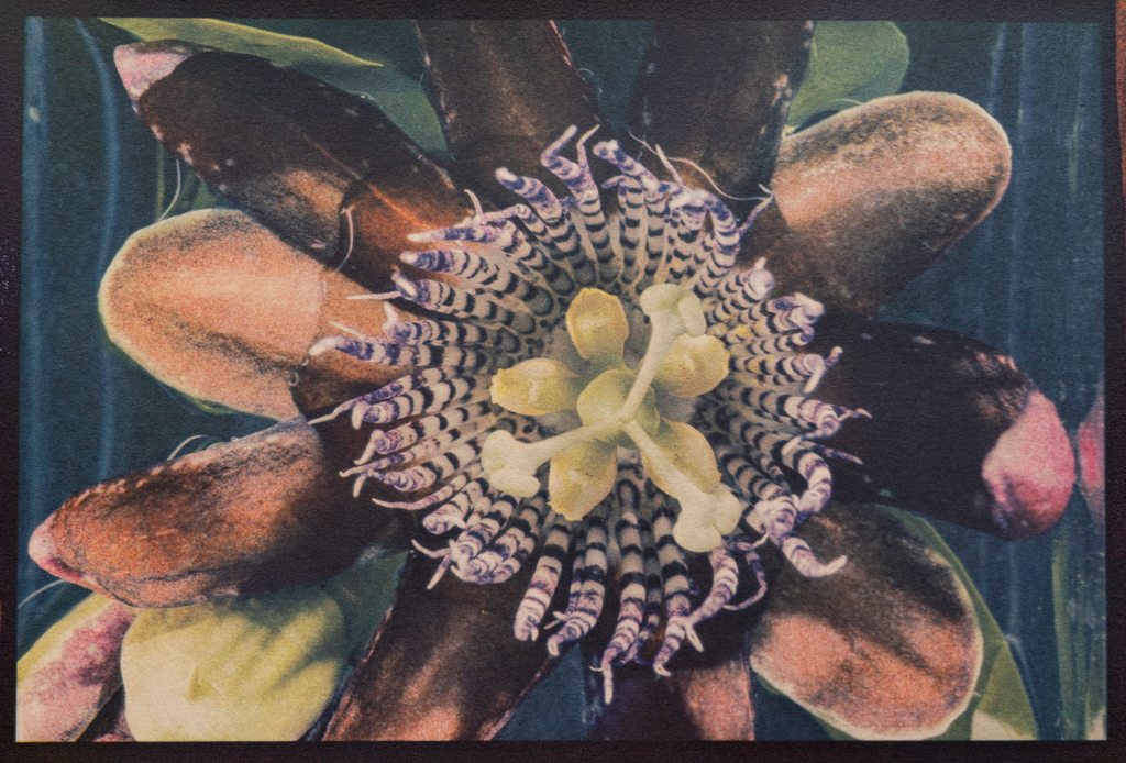 "Passion Flower" © Graciana Piaggio. Approx. 9x12“ (23x30cm) handcrafted alternative process photograph (tri-color gum bichromate over cyanotype) on Hahnemühle Platinum Rag. Signed original print offered by GALLERY5X7.