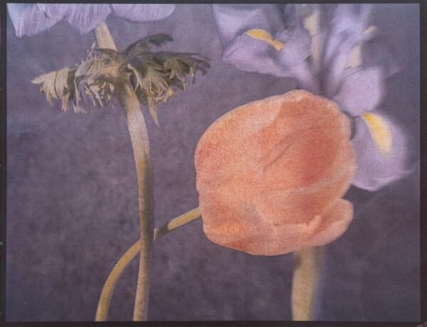 "Tulips With Irises" © Graciana Piaggio. Approx. 9x12“ (23x30cm) handcrafted alternative process photograph (tri-color gum bichromate over ziatype over cyanotype) on Hahnemühle Platinum Rag. Signed original print offered by GALLERY5X7.