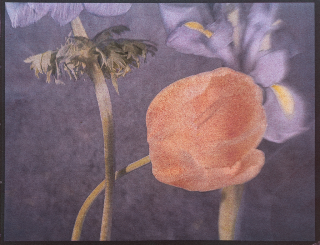"Tulips With Irises" © Graciana Piaggio. Approx. 9x12“ (23x30cm) handcrafted alternative process photograph (tri-color gum bichromate over ziatype over cyanotype) on Hahnemühle Platinum Rag. Signed original print offered by GALLERY5X7.
