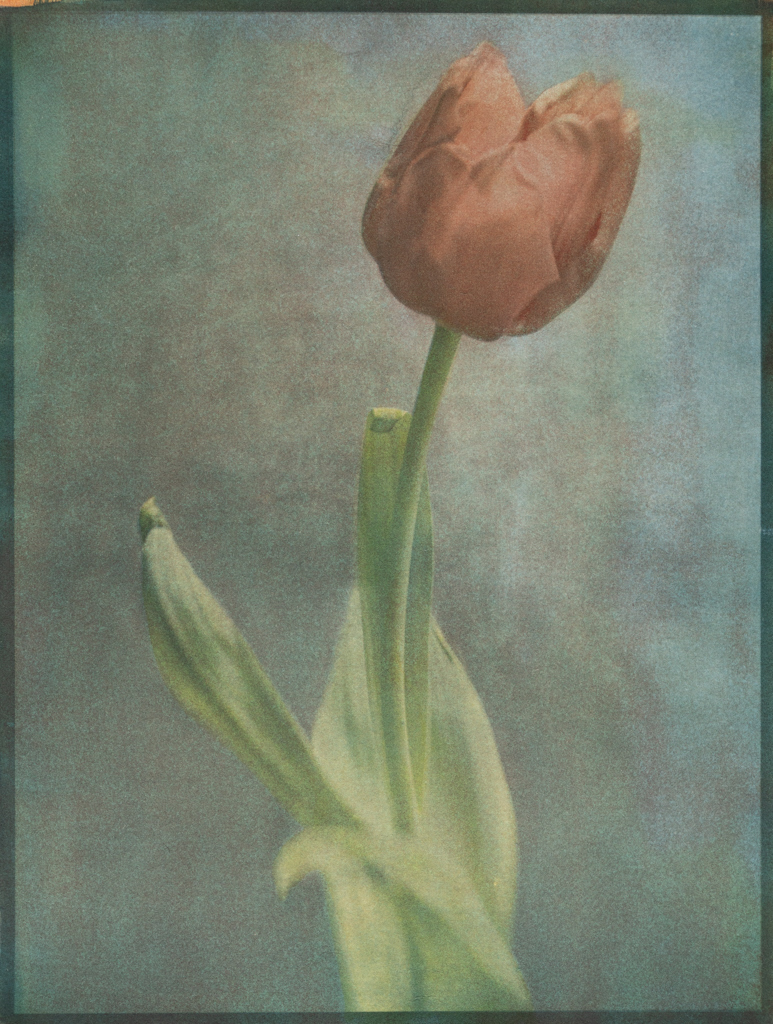 "Tulip" © Graciana Piaggio. Approx. 9x12“ (23x30cm) handcrafted alternative process photograph (tri-color gum bichromate over cyanotype) on Hahnemühle Platinum Rag. Signed original print offered by GALLERY5X7.